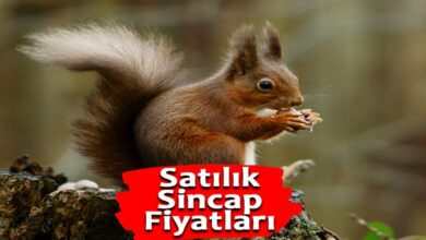 Satılık Sincap Fiyatları 2022 – Yavru Sincap Pet Shop