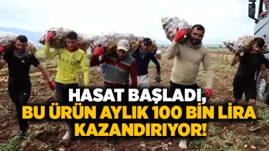 Hasat başladı, bu ürün aylık 100 bin lira kazandırıyor!