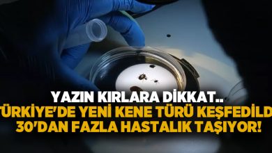 Yazın kırlara dikkat.. Türkiye’de yeni kene türü keşfedildi, 30’dan fazla hastalık taşıyor!