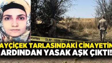 Ayçiçek tarlasındaki cinayetin ardından yasak aşk çıktı!