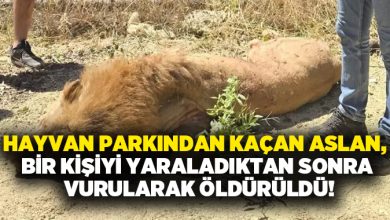 Hayvan parkından kaçan aslan, bir kişiyi yaraladıktan sonra vurularak öldürüldü!