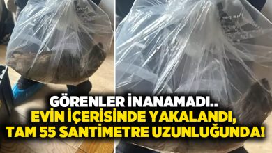 Görenler inanamadı.. Evin içerisinde yakalandı, tam 55 santimetre uzunluğunda!