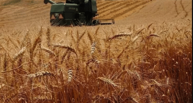 Hangi buğday ne için kullanılıyor? Rusya'dan ithal edilen buğday ile Türk ekmeği yapılıyor!