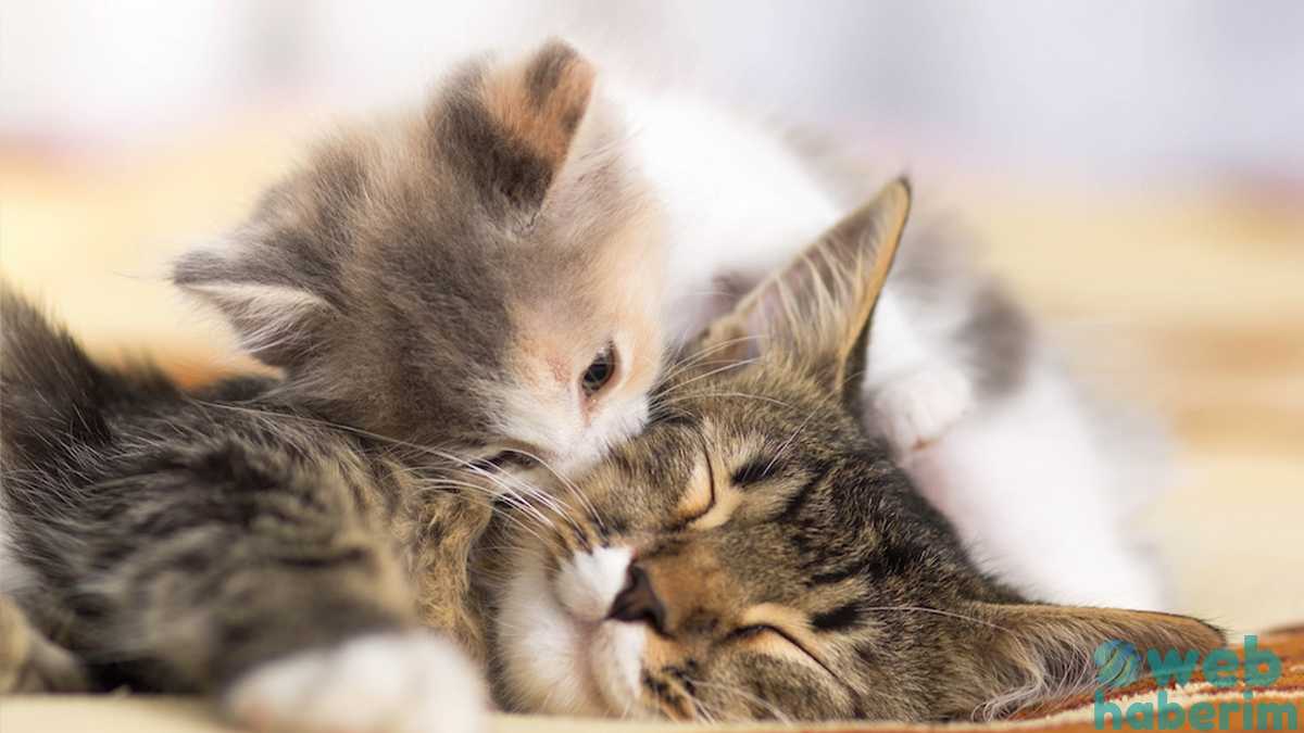 Bugün onların günü! 17 Şubat Dünya Kediler Günü’nde kedi rehberi
