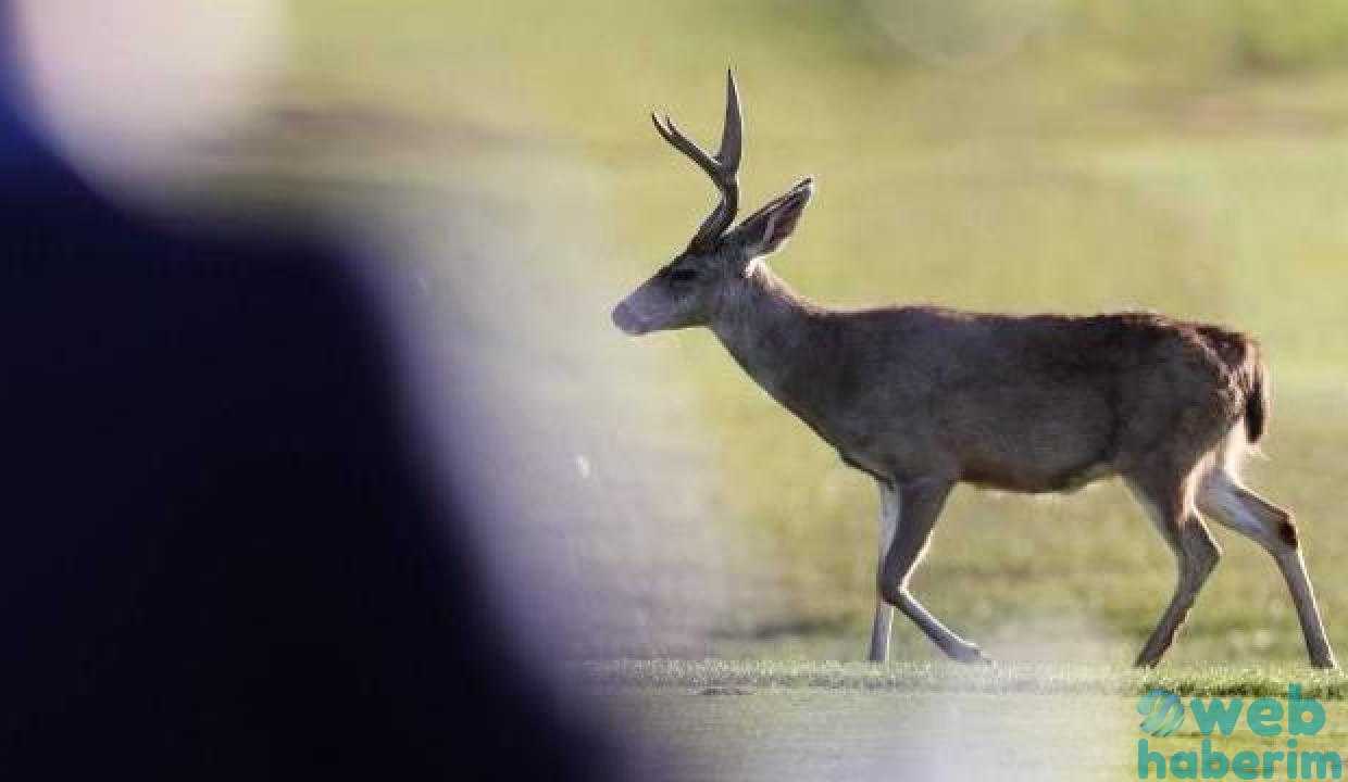 New York’taki geyiklerde omicron varyantına rastlandı