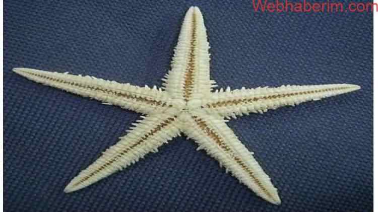 Deniz yıldızı nasıl beslenir ve ne yer?