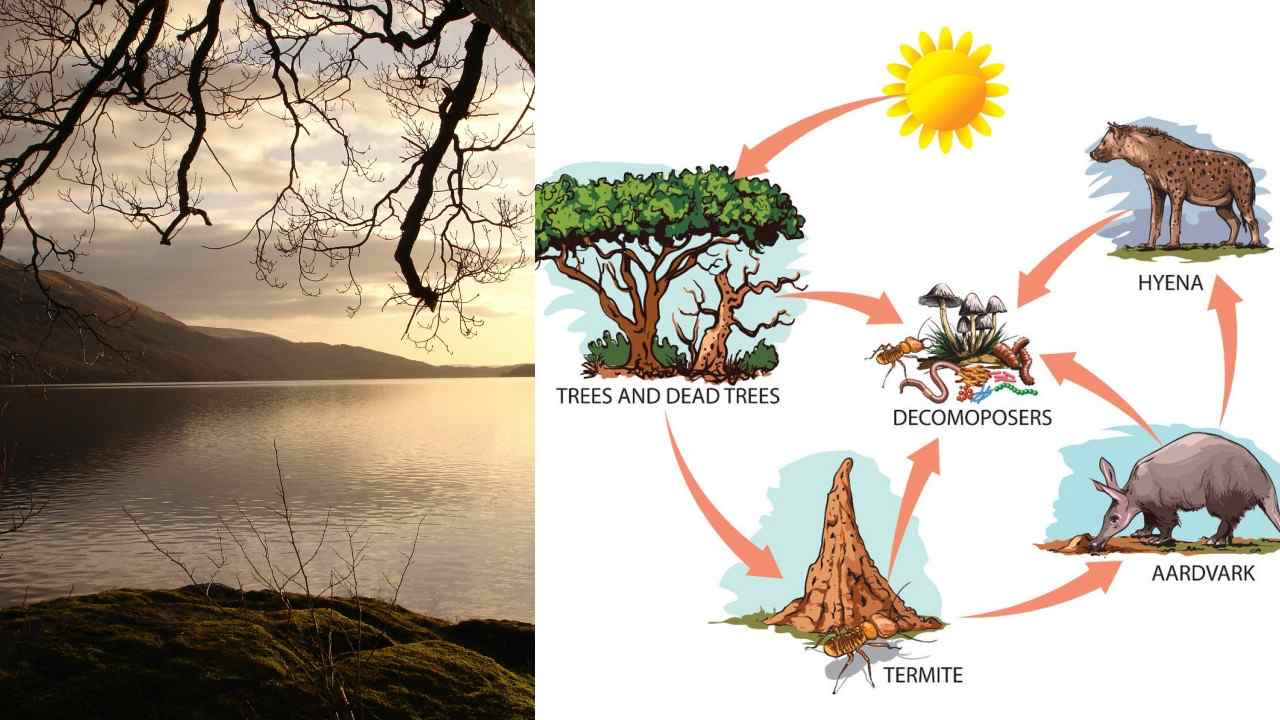 Ekosistem nedir? Ekosistemi oluşturan unsurlar nelerdir?