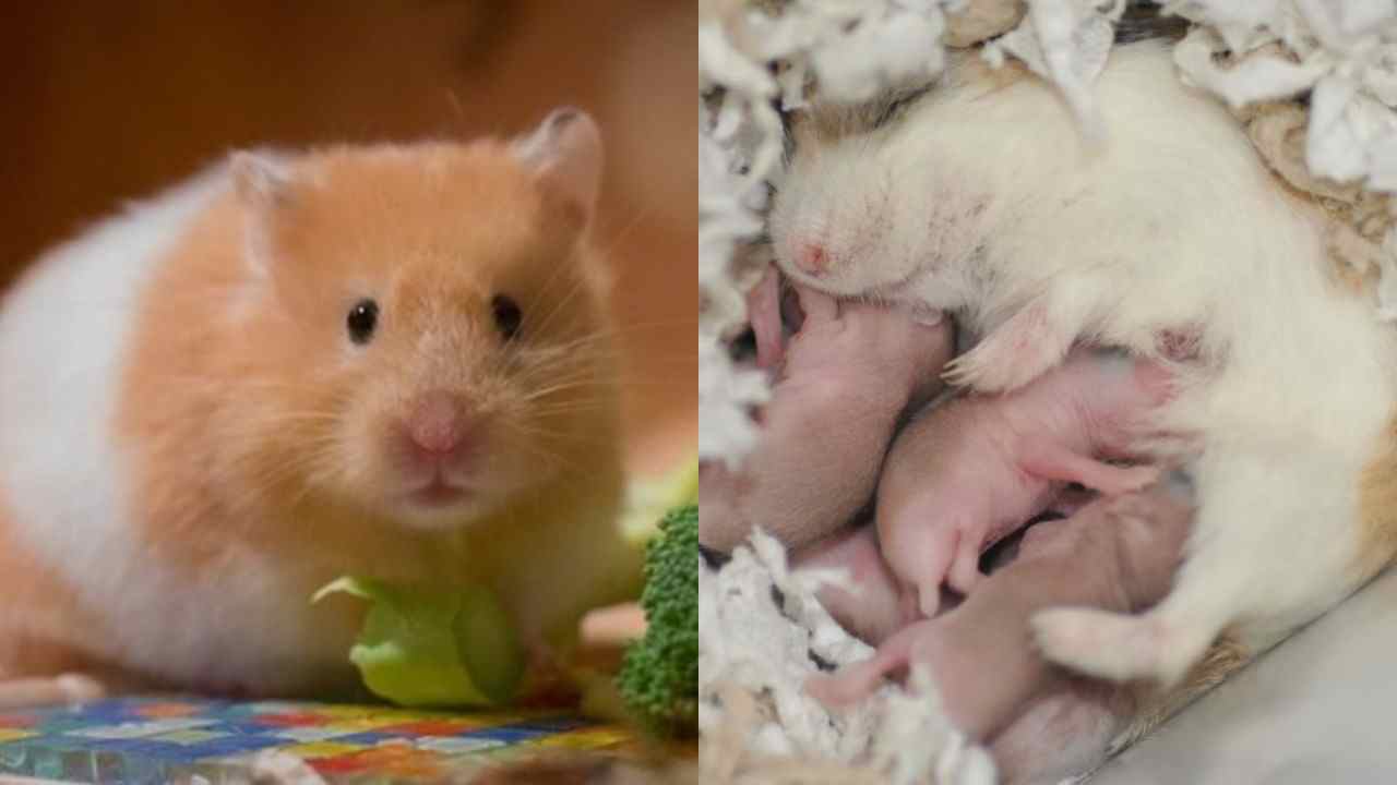 Hamsterların hamile olduğu nasıl anlaşılır?