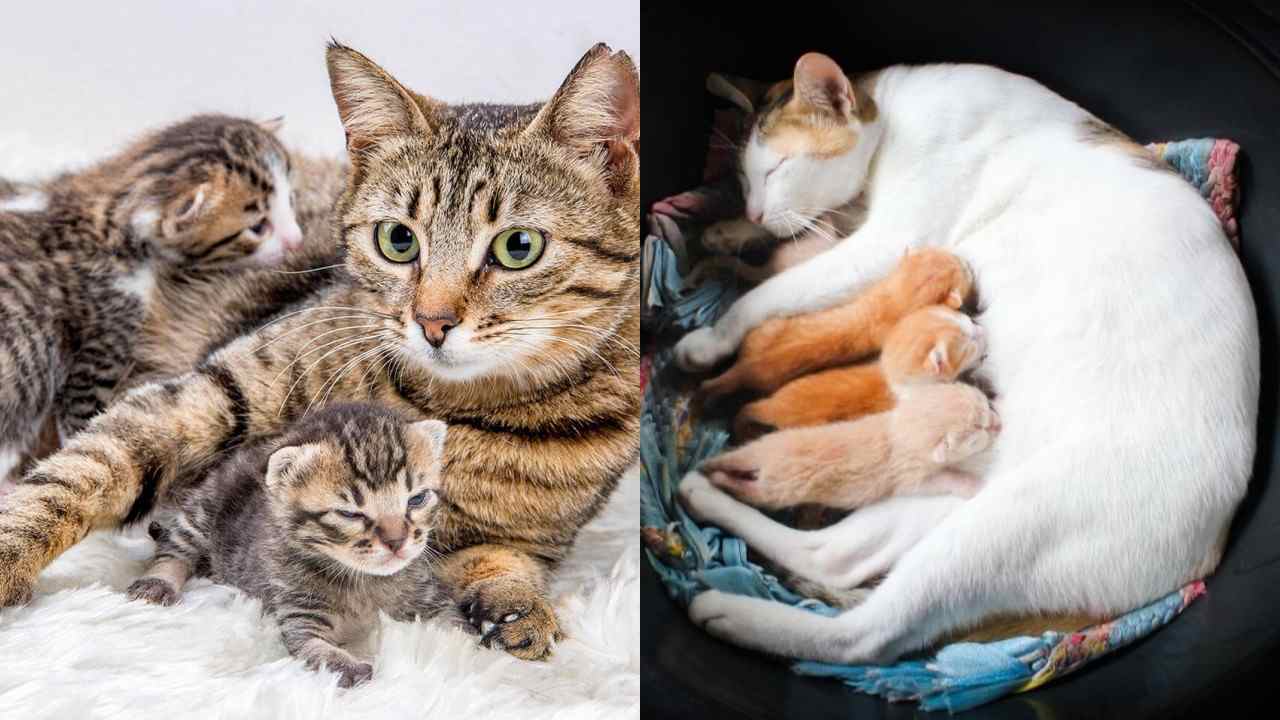 Kedilerin hamile olduğu nasıl anlaşılır? Kedilerde hamilelik belirtileri