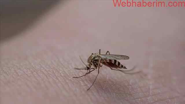 Sivrisinek ısırığı nedir? Sivrisinek ısırığında bulaşabilecek hastalıklar? Sivrisinek ısırığı kaşıntısı nasıl geçer?