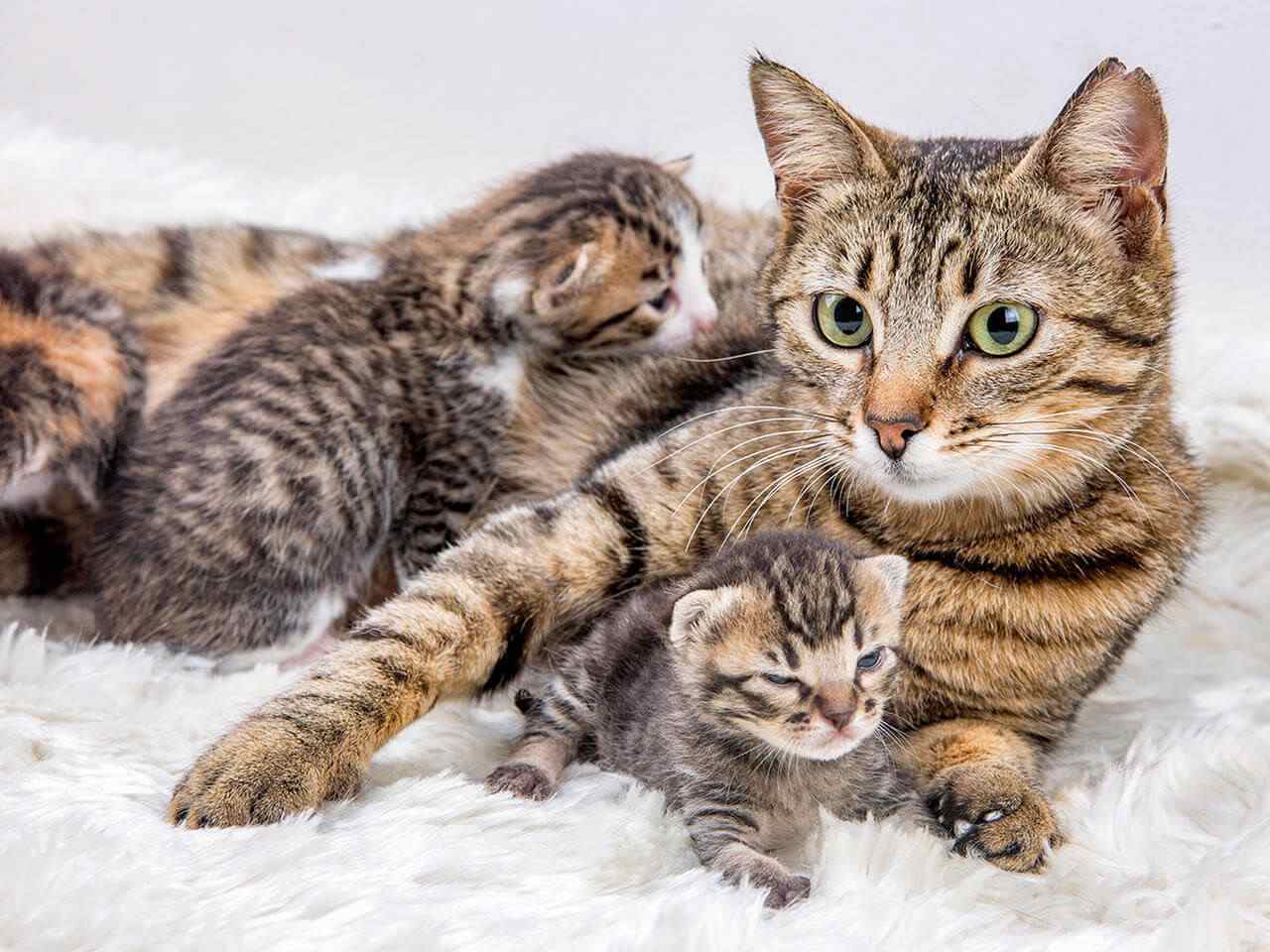 kedilerin hamile oldugu nasil anlasilir kedilerde hamilelik belirtileri 621f5dbddc559