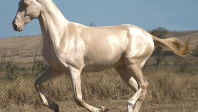 Atların Türk Kültüründeki Yeri Ve Önemi Kısaca