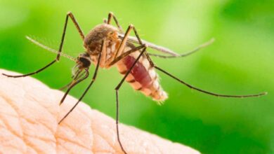 Doğal Sivrisinek Kovucu Nasıl Yapılır? Sivrisinekler Doğal Yöntemlerle Nasıl Kovulur?
