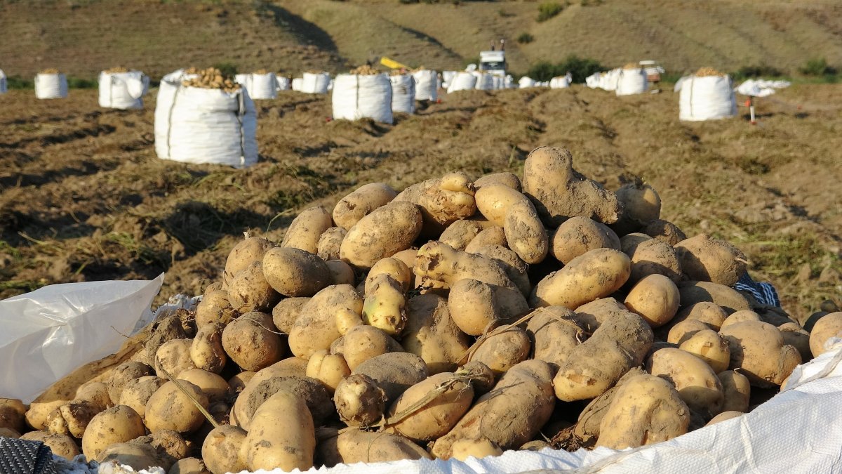 Tokat ta satış fiyatı artan patates çiftçiyi sevindirdi #4