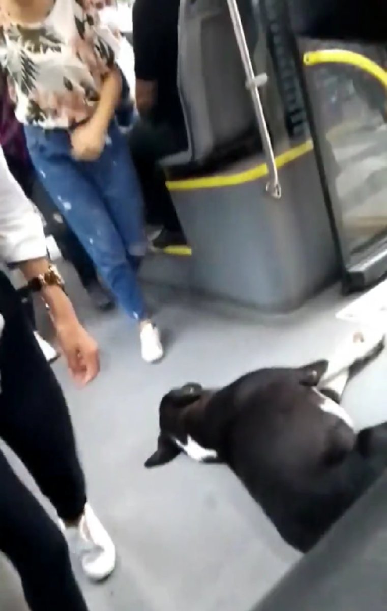 İstanbul’da otobüse binen yolcular, sokak köpeği ile karşılaştı #1