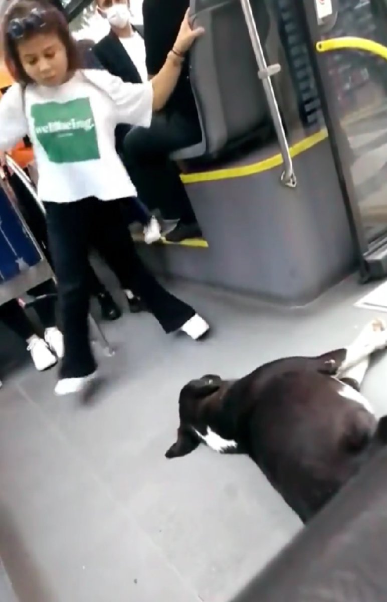 İstanbul’da otobüse binen yolcular, sokak köpeği ile karşılaştı #3
