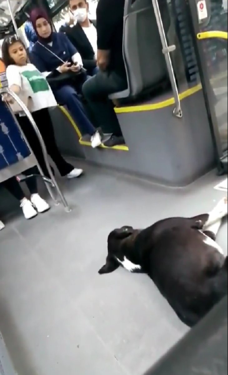 İstanbul’da otobüse binen yolcular, sokak köpeği ile karşılaştı #2