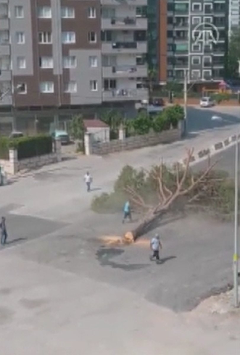 İzmir Büyükşehir Belediyesi çalışanları yarım asırlık çam ağacını kesti #3
