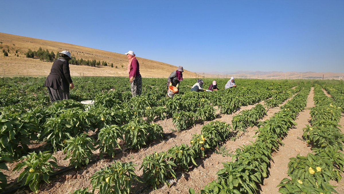 Elazığlı kadınlar, devletin tahsis ettiği arazide ekmeklerini kazanıyor #4