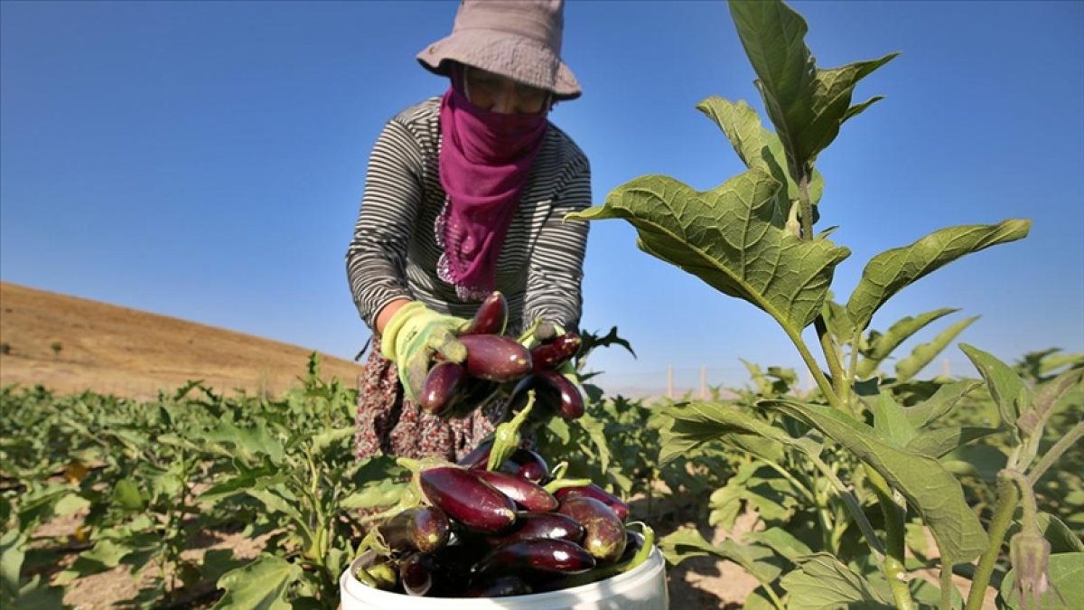 Elazığlı kadınlar, devletin tahsis ettiği arazide ekmeklerini kazanıyor #2