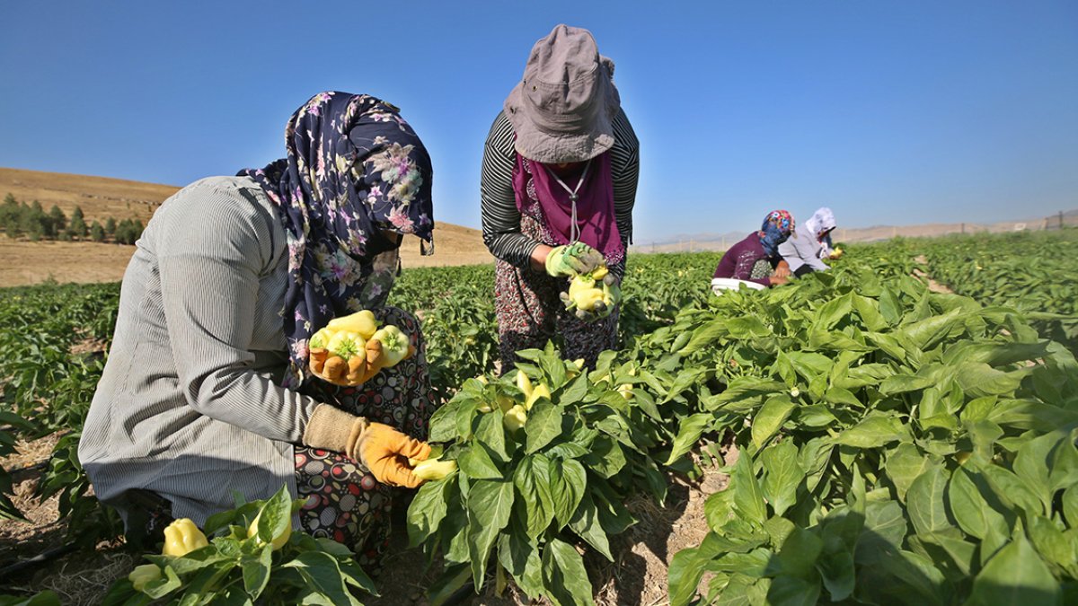 Elazığlı kadınlar, devletin tahsis ettiği arazide ekmeklerini kazanıyor #3