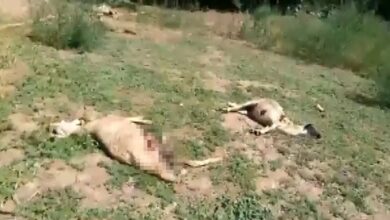 Aydın'da sokak köpekleri 20 kuzuyu parçalayarak telef etti