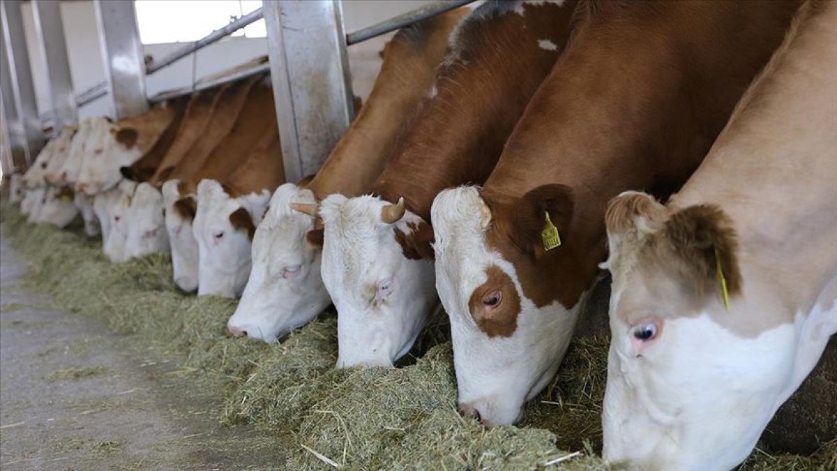 Sığır ithal ve koyun ihraç kararı, üretiyici de tüketiciyi de memnun edecek #1