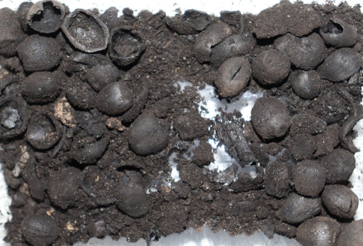 Kütahya Tavşanlı Höyük’te 4 bin 500 yıllık fındık kalıntıları bulundu #1