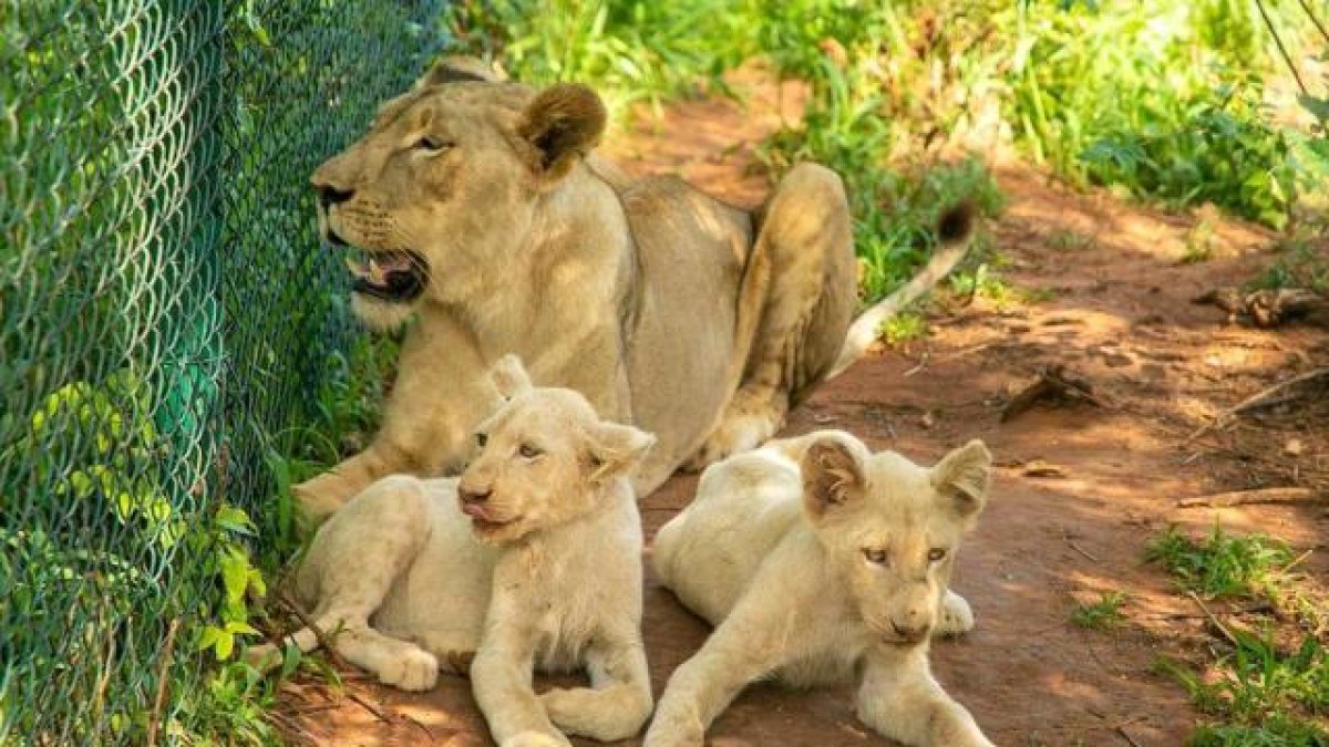 Gana da, hayvanat bahçesine tırmanan adamı aslan parçaladı  #1