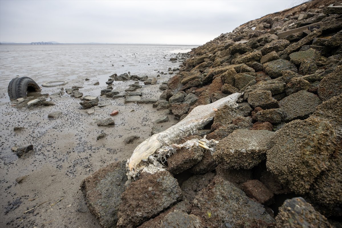 Kaliforniya sahillerine binlerce ölü balık vurdu #5