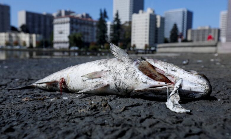 Kaliforniya sahillerine binlerce ölü balık vurdu