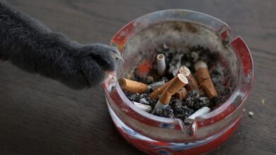 Sigaranın Evcil Hayvanlar Üzerine Etkileri