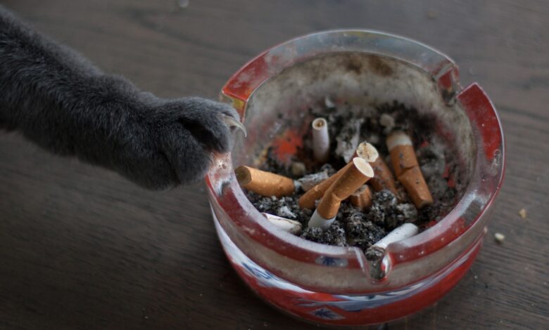 Sigaranın Evcil Hayvanlar Üzerine Etkileri