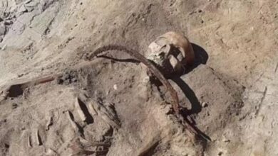 Polonya'da "kadın vampir"e ait olduğu düşünülen iskelet bulundu