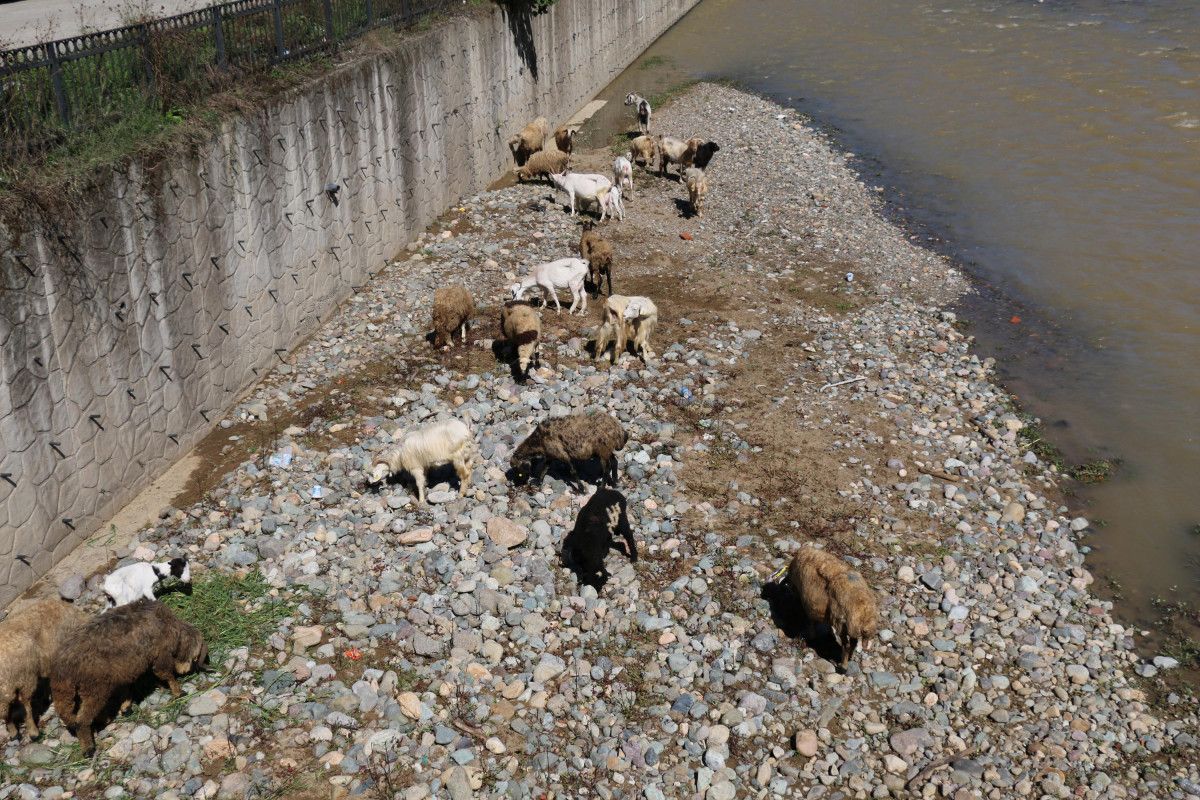 Trabzon da çoban uyudu, küçükbaş sürüsü derede mahsur kaldı #7
