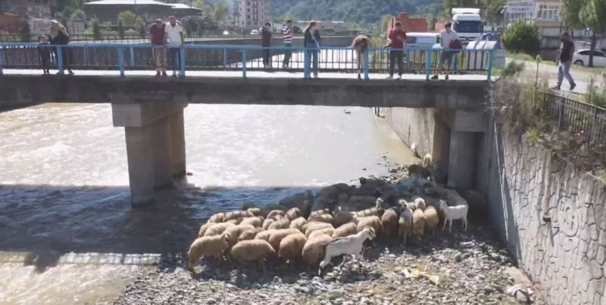 Trabzon da çoban uyudu, küçükbaş sürüsü derede mahsur kaldı #9
