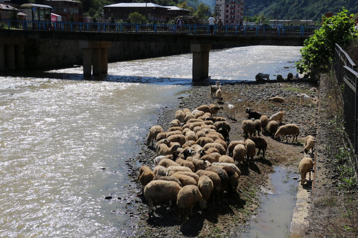 Trabzon da çoban uyudu, küçükbaş sürüsü derede mahsur kaldı #4