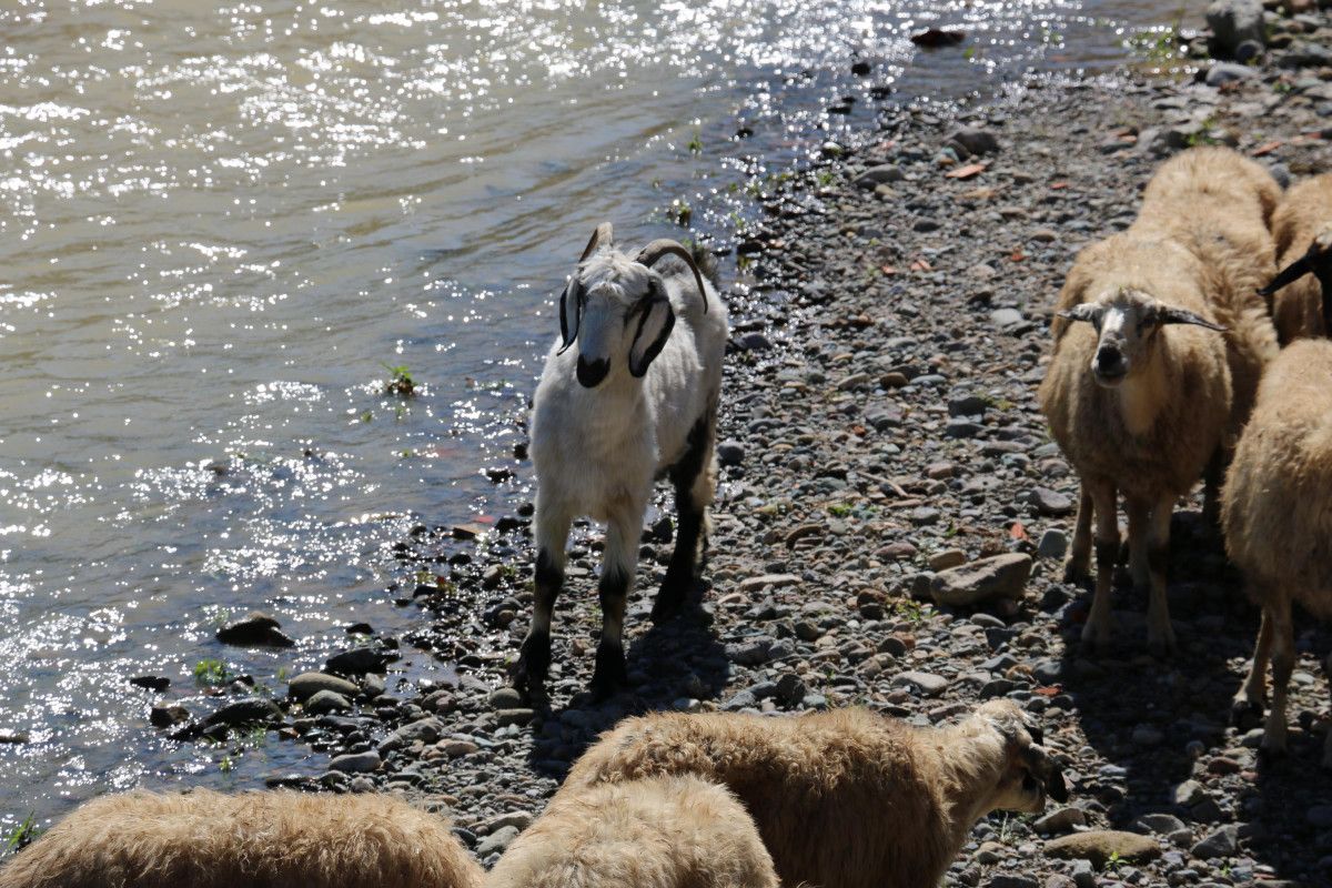 Trabzon da çoban uyudu, küçükbaş sürüsü derede mahsur kaldı #5