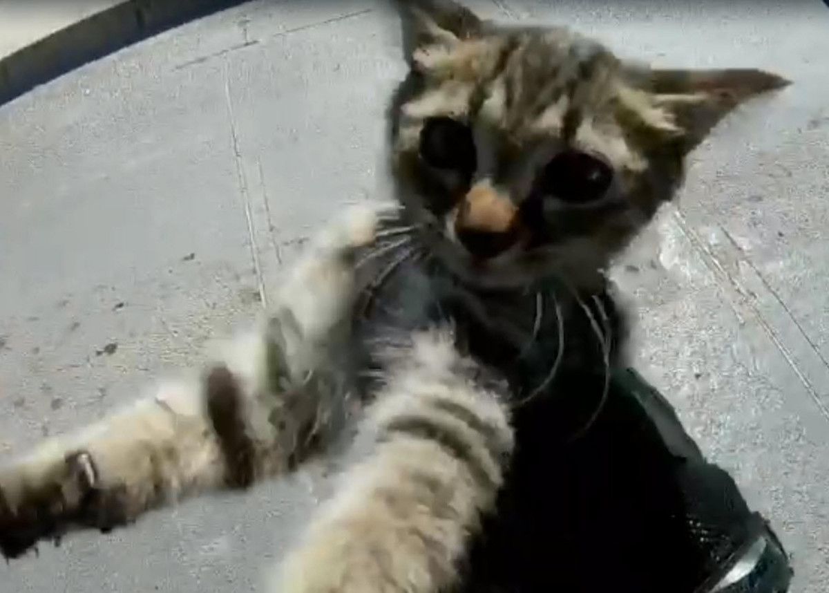 İzmir de motosiklet sürücüsünün dikkati yavru kediyi ölümden kurtardı #2