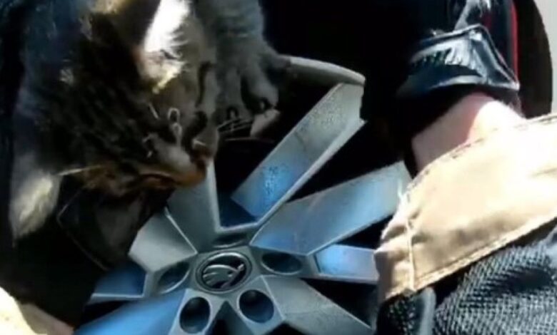 İzmir'de motosiklet sürücüsünün dikkati yavru kediyi ölümden kurtardı