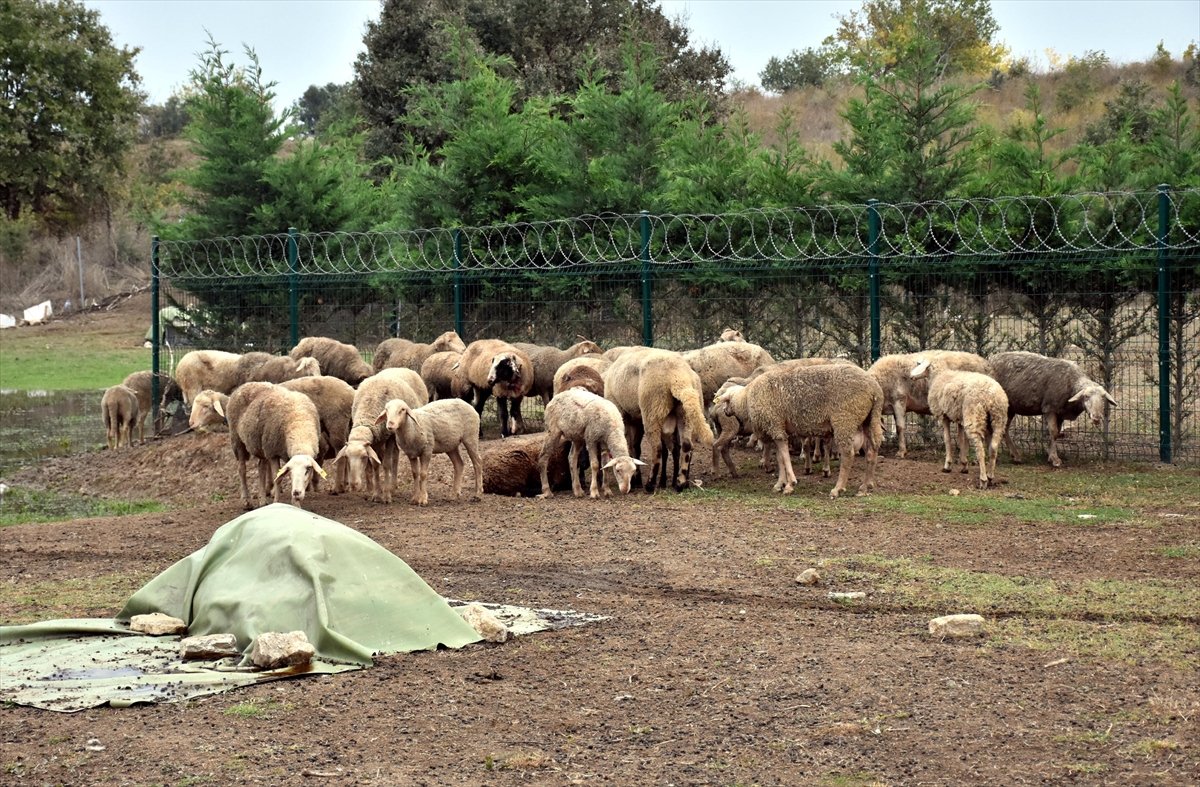 Bursa da başıboş köpekler çiftlik hayvanlarına saldırdı #2