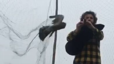 Rize'de avcı tulum çaldığı sırada ağına atmaca takıldı