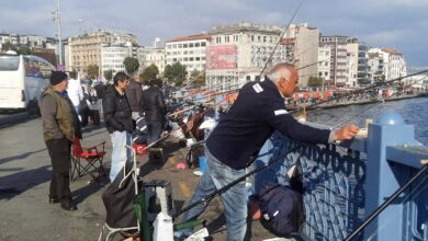 Marmara Denizi'nde 'istilacı tür' tehlikesi: Biyoçeşitlilik tehdit altında