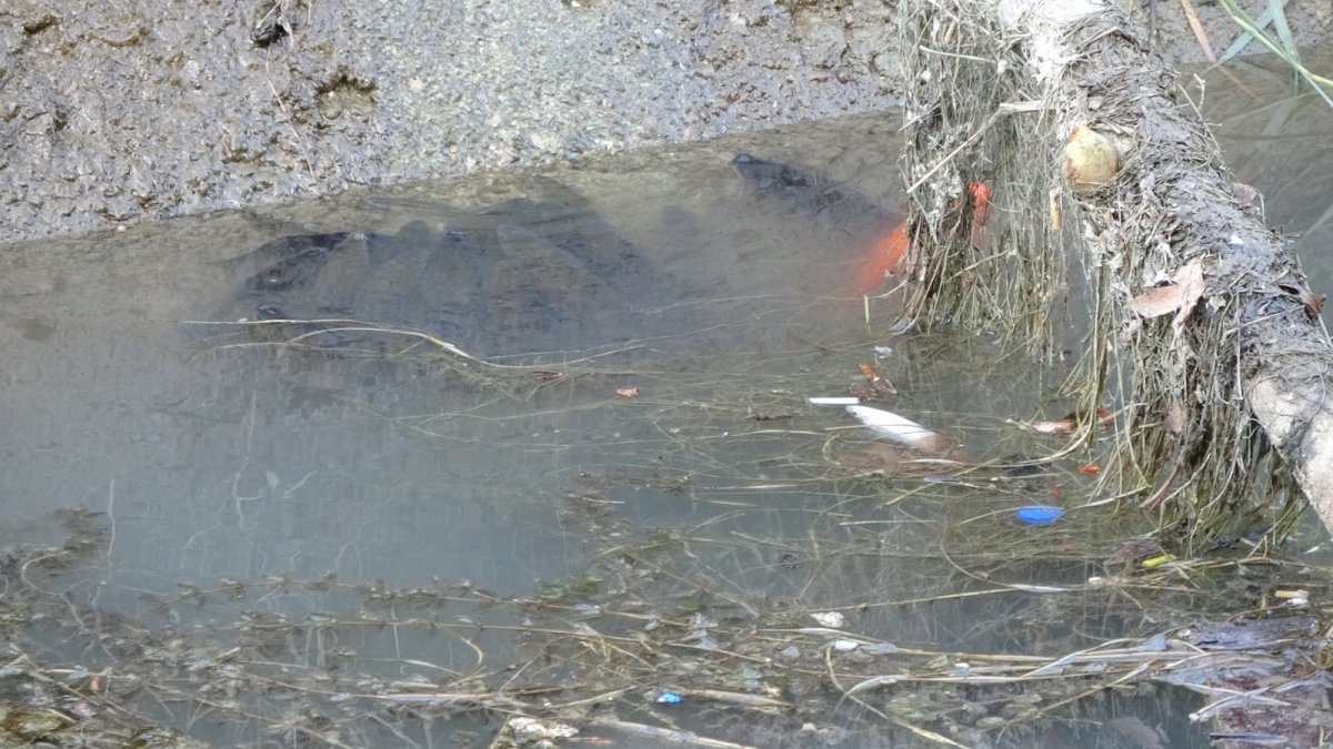 Manavgat ta sulama kanalında balık ölümleri #1