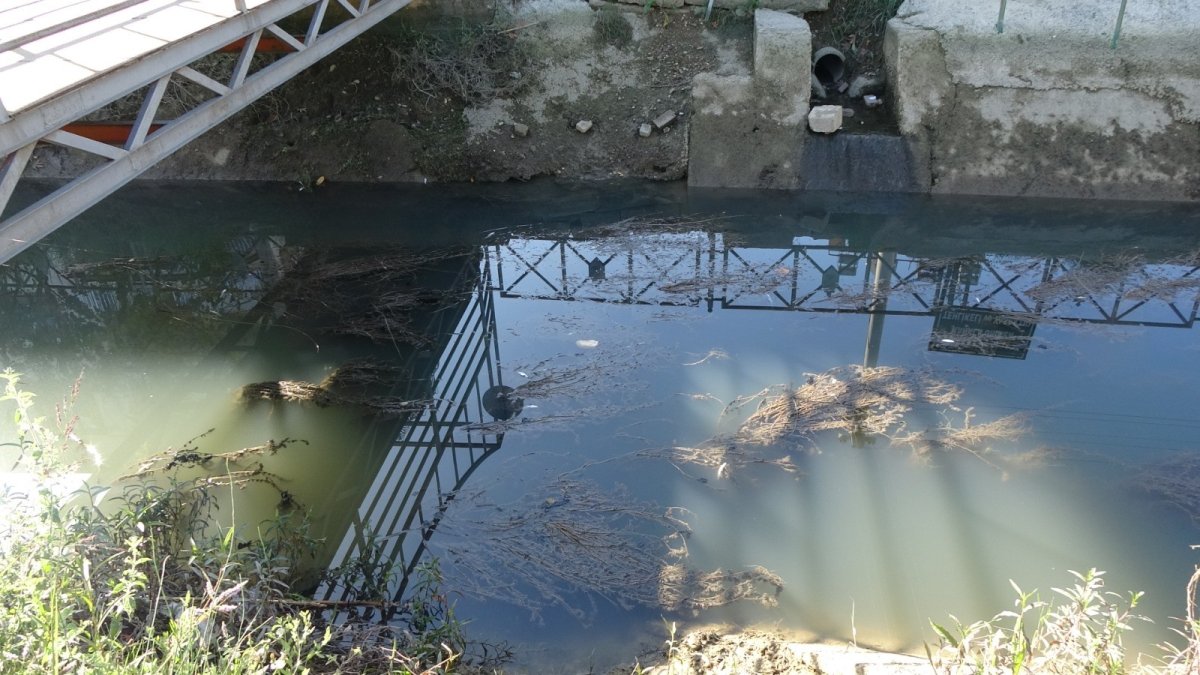 Manavgat ta sulama kanalında balık ölümleri #2