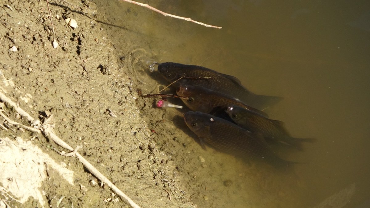 Manavgat ta sulama kanalında balık ölümleri #4
