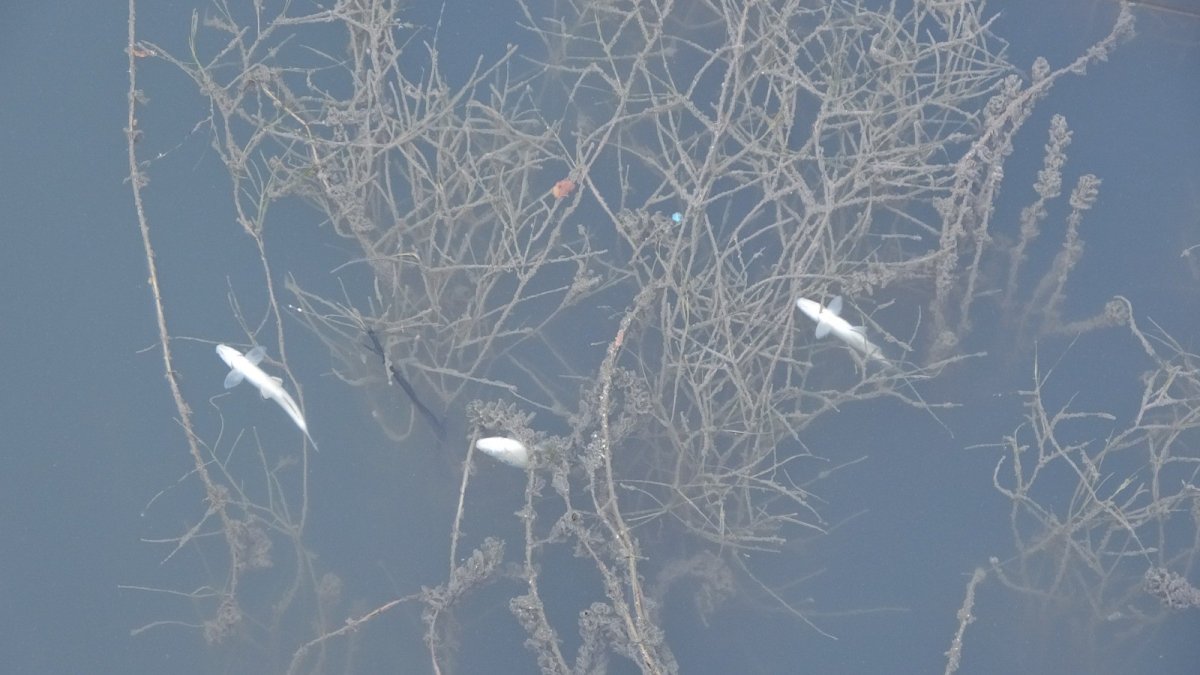 Manavgat ta sulama kanalında balık ölümleri #5