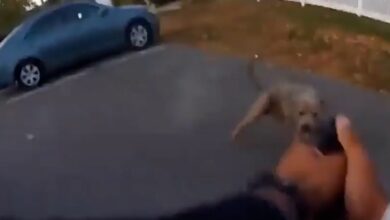 ABD'de pitbull cinsi köpek polise saldırdı