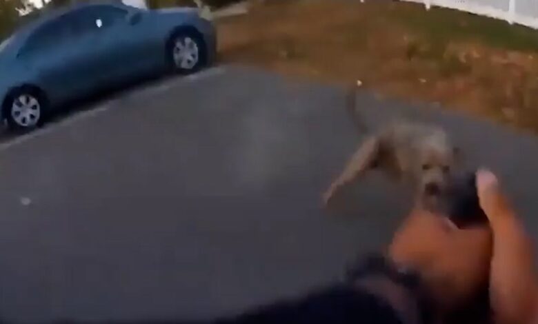ABD'de pitbull cinsi köpek polise saldırdı