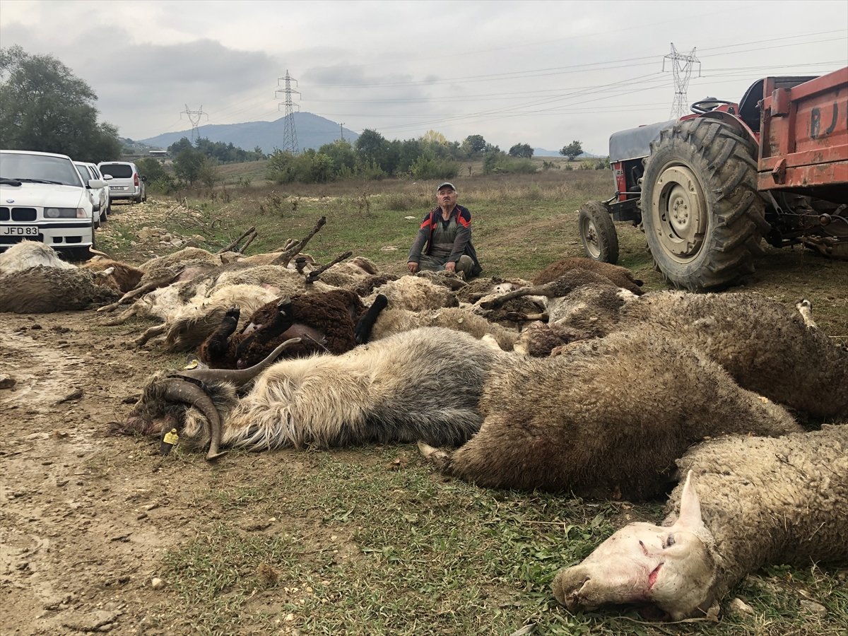 Bursa da başıboş köpekler çiftlik hayvanlarına saldırdı #1